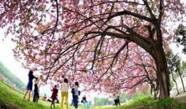 樱花校园最新大爆料下载,独家爆料带你领略青春风采